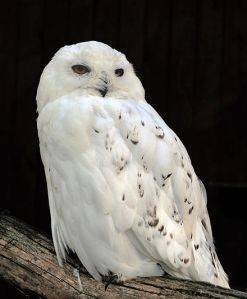 http://en.wikipedia.org/wiki/Snowy_Owl